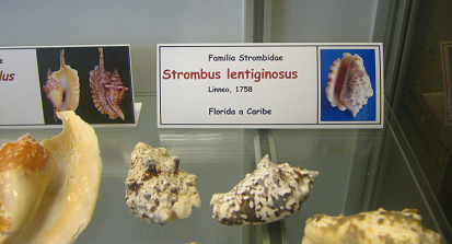 Strombus lentiginosus, placa