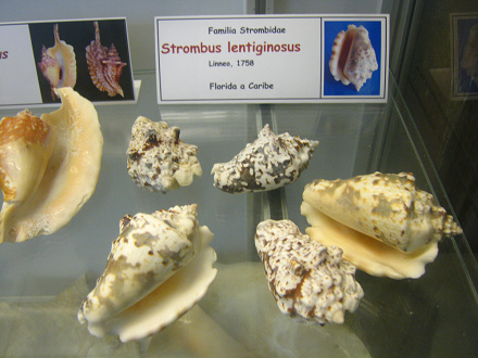 Strombus lentiginosus, vista total