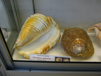 Strombus galeatus, vista total