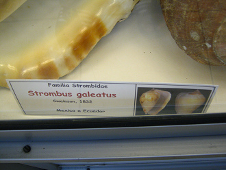 Strombus galeatus, primer plano