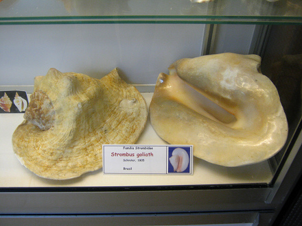 Strombus goliath