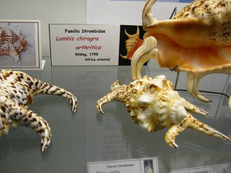 Lambis chiragra arthritica, placa