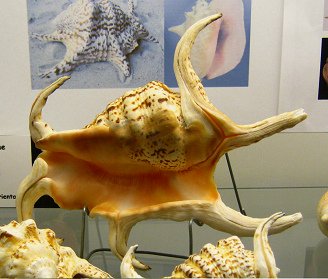 Lambis chiragra arthritica,
                                  primer plano 03