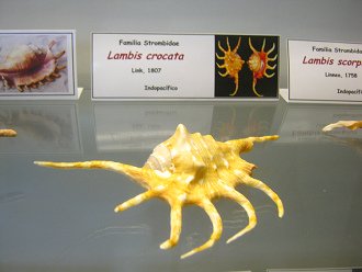 Lambis
                          crocata