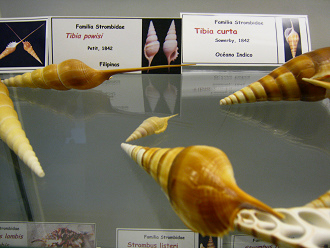 Tibia
                          powisi