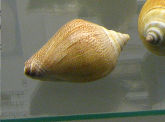 Strombus canarium, primer plano
                                  02