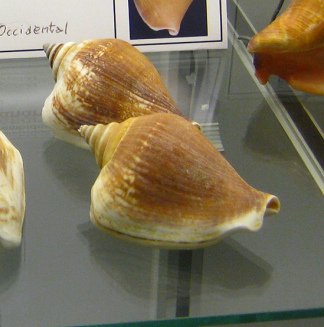 Strombus canarium, primer plano
                                  03
