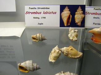 Strombus labiatus