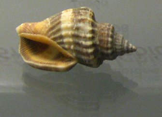 Strombus labiatus, primer plano 02