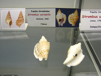 Strombus variabilis