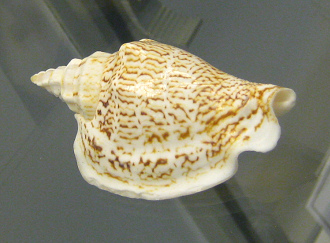 Strombus variabilis, primer plano