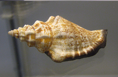Strombus urceus, primer plano