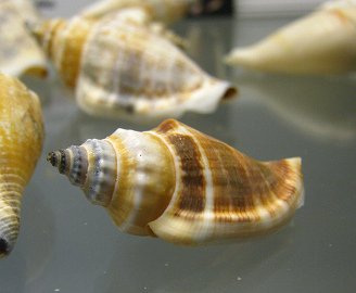 Strombus klineoreum, primer plano
                                  01