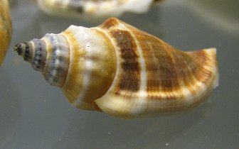 Strombus klineoreum, primer plano
                                  02