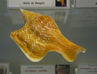 Strombus listeri, primer plano