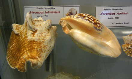 Strombus latissimus, Totale