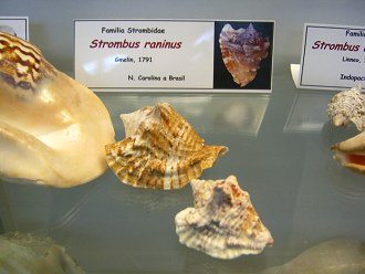 Strombus raninus