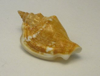 Strombus minimus, primer plano