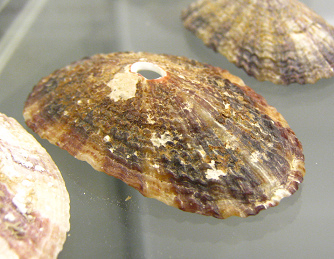 Fissurella maxima, primer plano