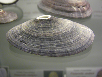 Fissurella nigra, primer plano