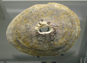 Fissurella latimarginata, primer plano