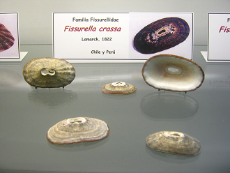 Fissurella crassa