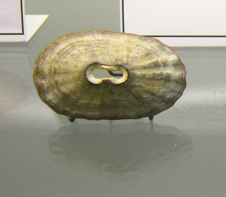 Fissurella crassa, primer plano
                                  01