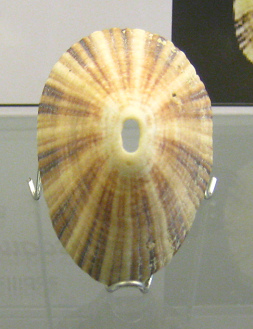 Fissurella nimbosa, primer plano
                                  02