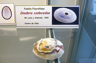 Diodora codocedae