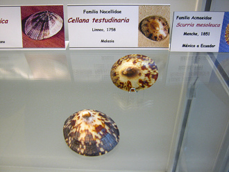 Cellana testudinaria