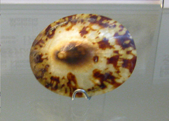 Cellana testudinaria, primer
                                  plano 02