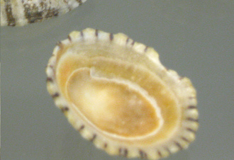 Patella laticostata, primer plano 03