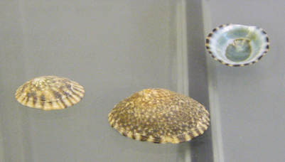 Acmaea scutum, primer plano 02, grupo