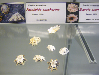 Patelloida saccharina