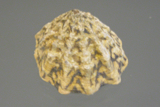 Scurria zebrina, primer plano