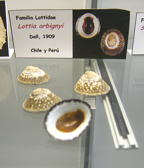 Lottia orbignyi