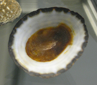 Lottia orbignyi, primer plano
                                    02