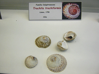 Trochita trochiformis