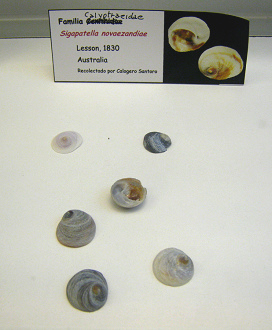 Sigapatella novaezandiae