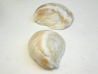 Crepipatella dilatata, primer
                                  plano 01