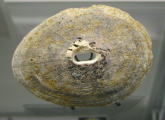 Fissurella latimarginata, primer plano