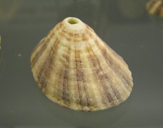 Fissurella nimbosa, primer plano
                                  01