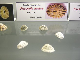 Fissurella nodosa