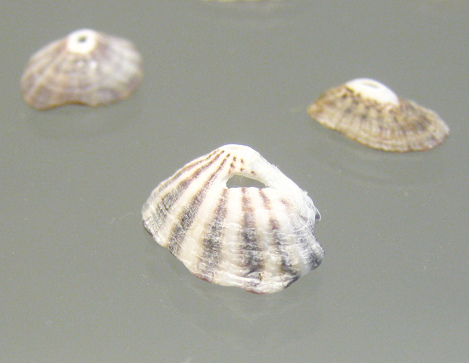 Fissurella picta picta, primer plano 02,
                          grupo