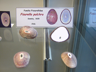 Fissurella pulchra
