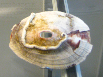 Diodora codocedae