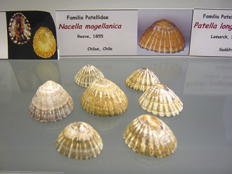 Nacella magellanica