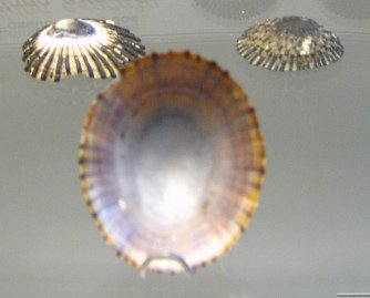 Cellana exarata, primer plano, grupo