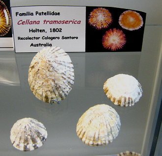 Cellana tramoserica