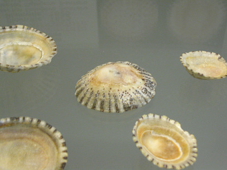 Patella laticostata, primer plano 01,
                          grupo